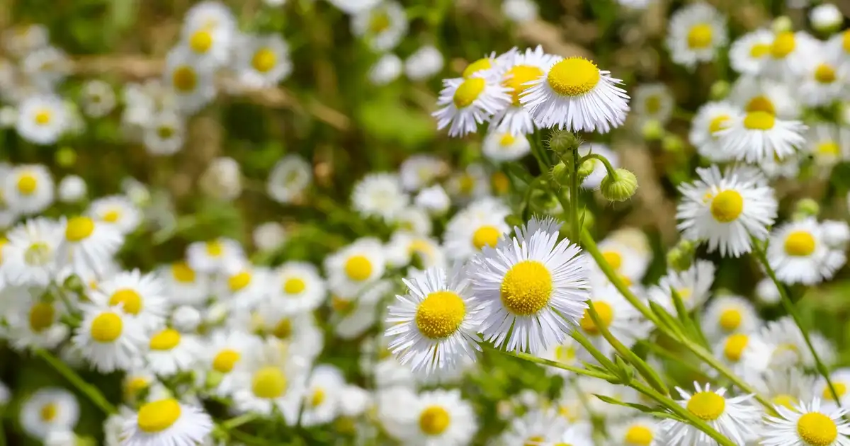 La camomille en cuisine et tisane : bienfaits et idées recettes
