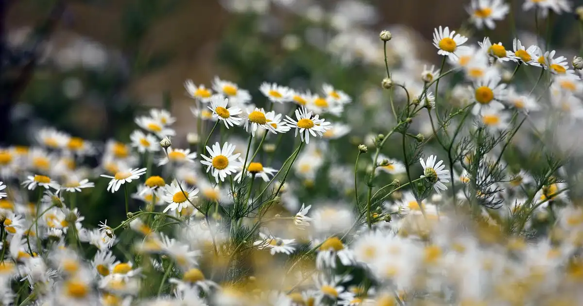 La camomille en pot : réussir sa culture sur balcon et terrasse
