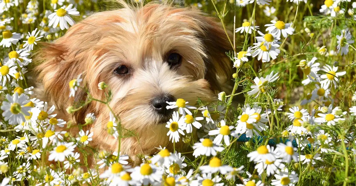 La camomille : guide complet de culture et usages 2026