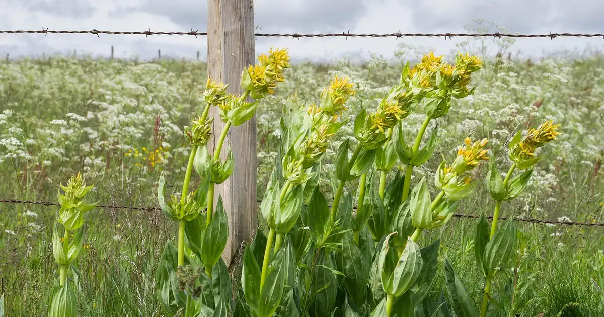 La gentiane : guide complet de culture et usages 2026