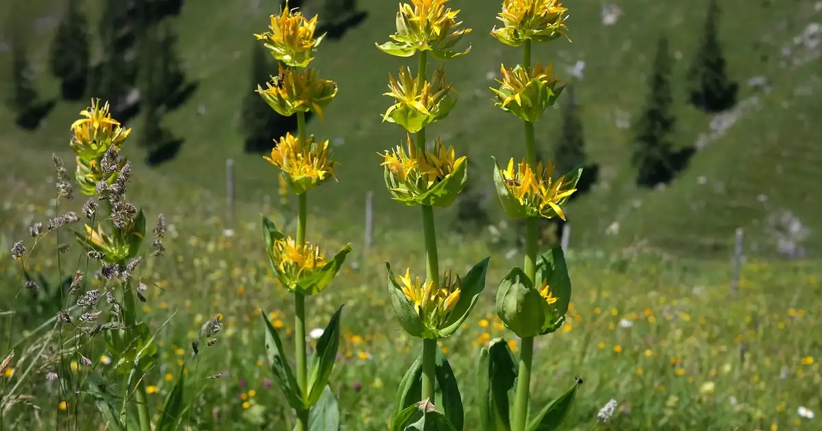 La gentiane : récolter et conserver les racines en douceur