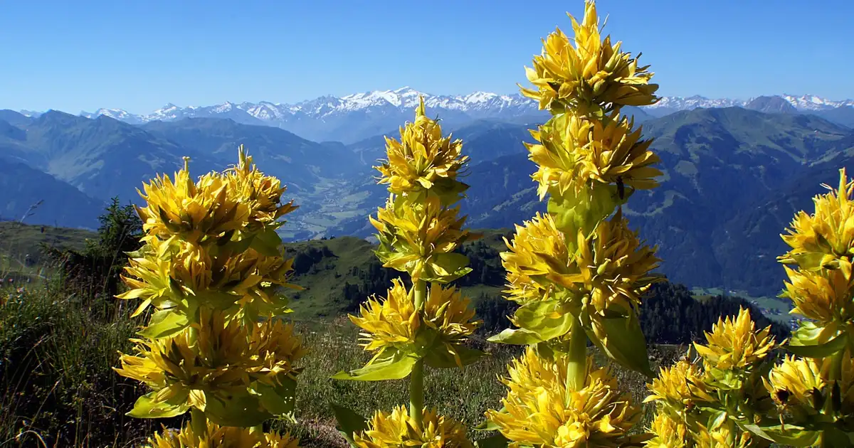 La gentiane : reconnaître et éviter les erreurs courantes