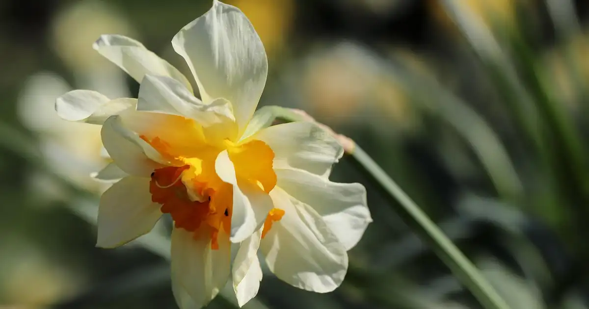 La jonquille en pot : réussir une floraison éclatante sur balcon