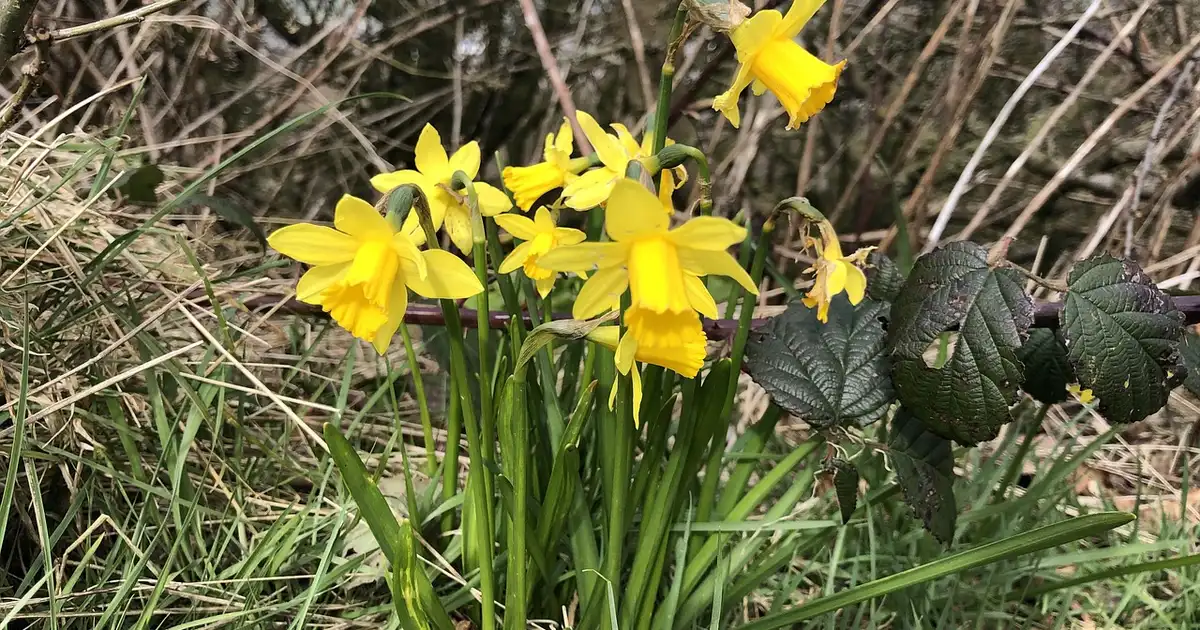 La jonquille et la biodiversité : un printemps plus vivant au jardin