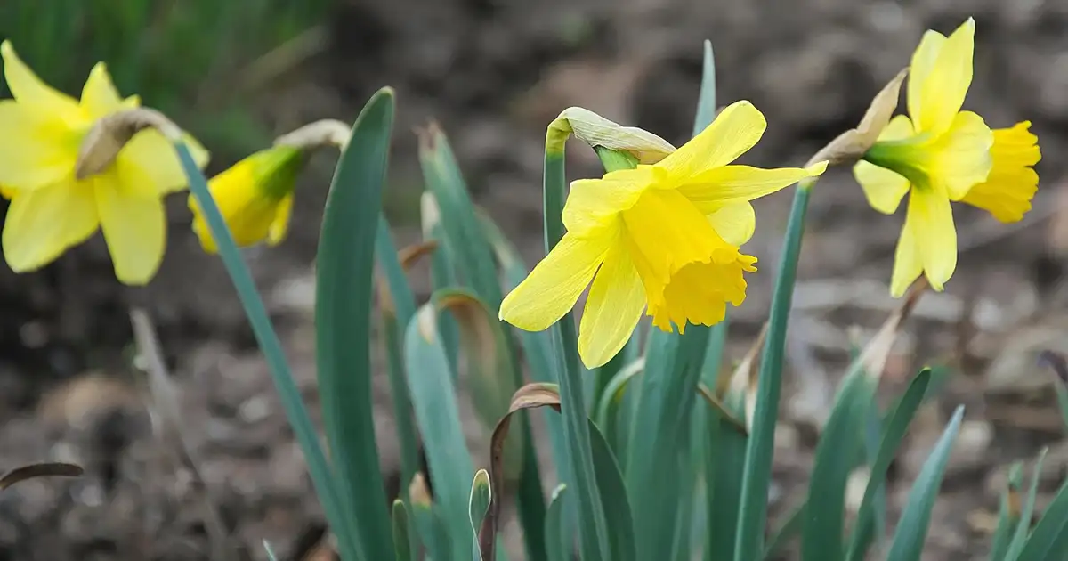 La jonquille : guide complet de culture et d’entretien 2026
