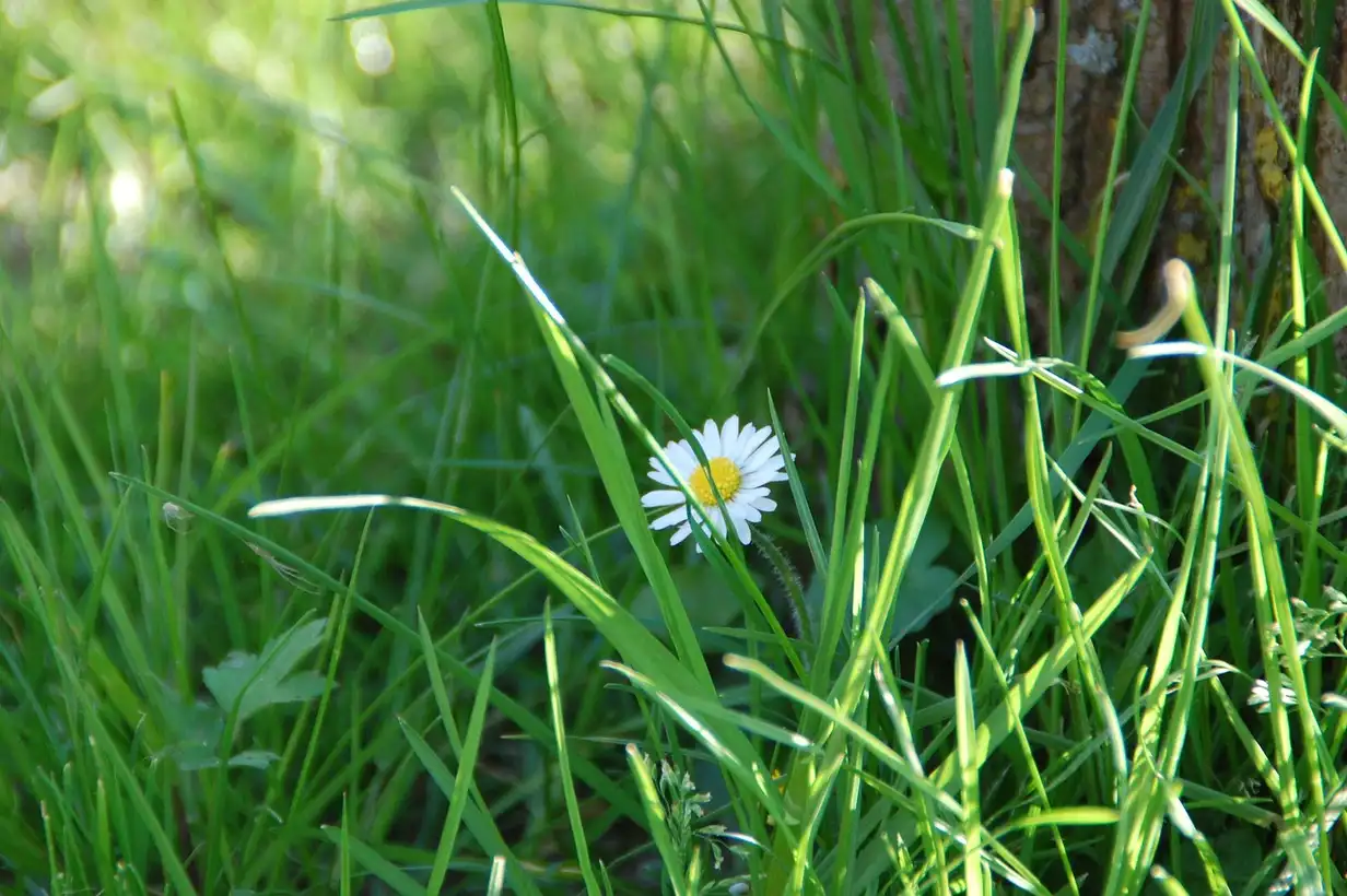 La pâquerette et la biodiversité : un trésor pour la faune du jardin