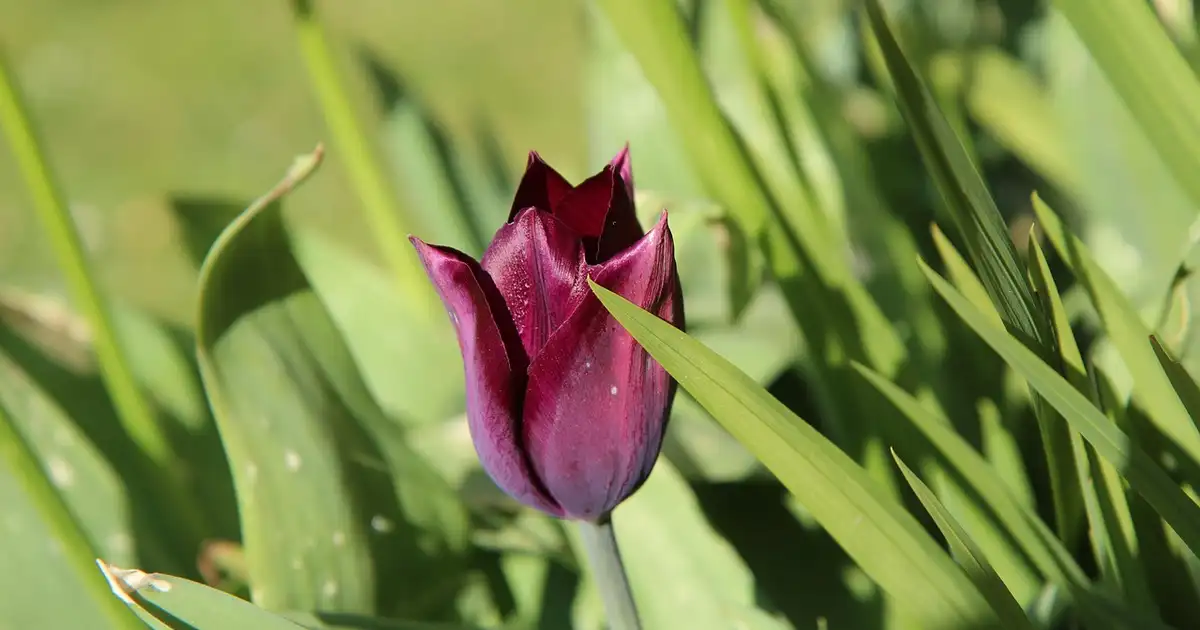 La tulipe : 7 erreurs à éviter pour une belle floraison 2026