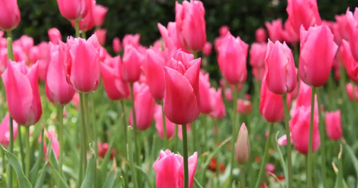 La tulipe botanique : un choix durable pour un jardin vivant