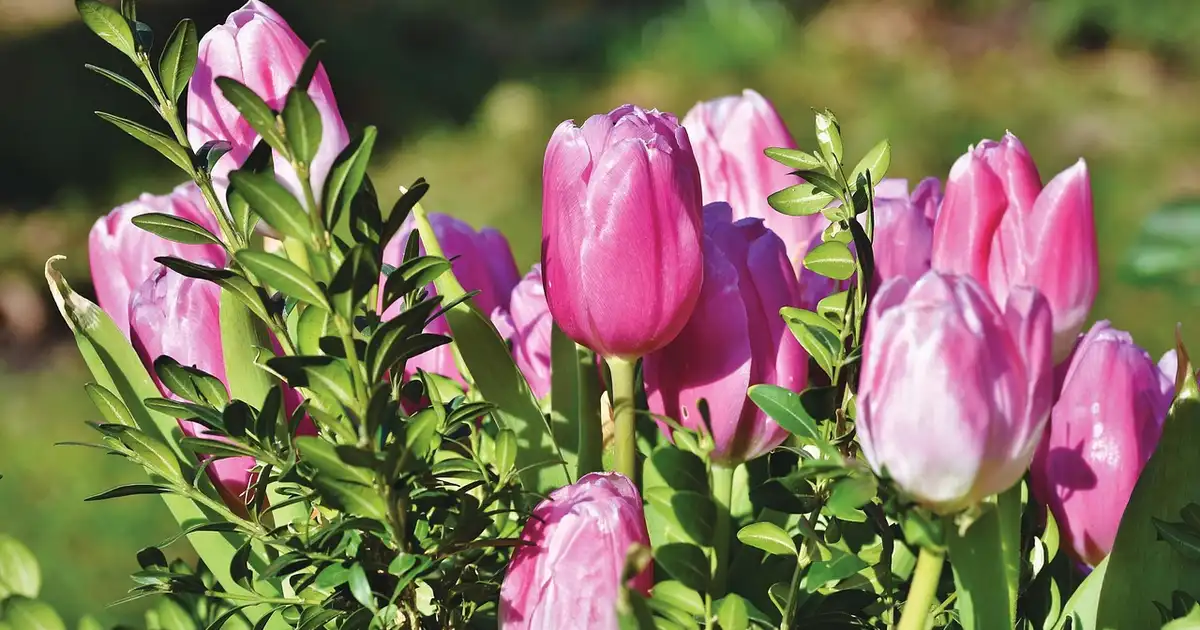 La tulipe : guide complet pour la planter et l’entretenir 2026