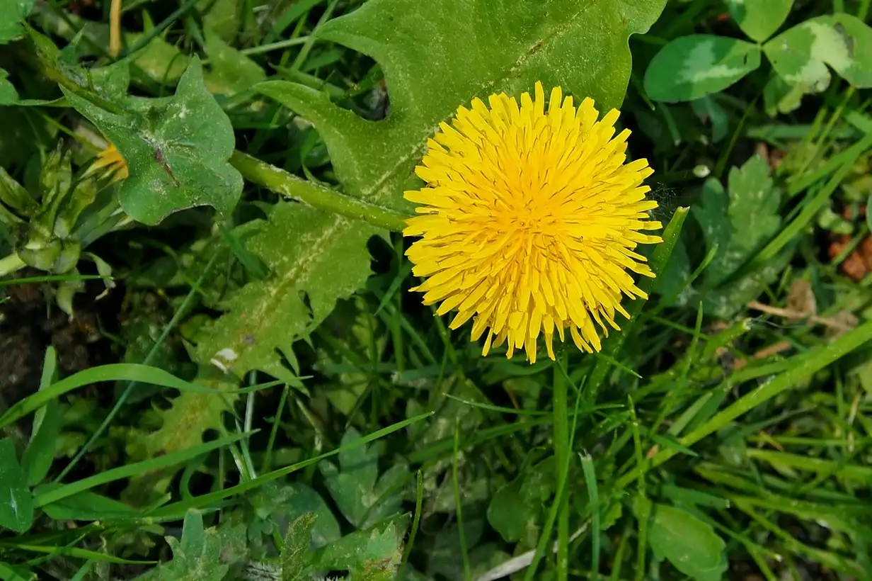 Le pissenlit en cuisine : bienfaits, idées recettes et usages gourmands