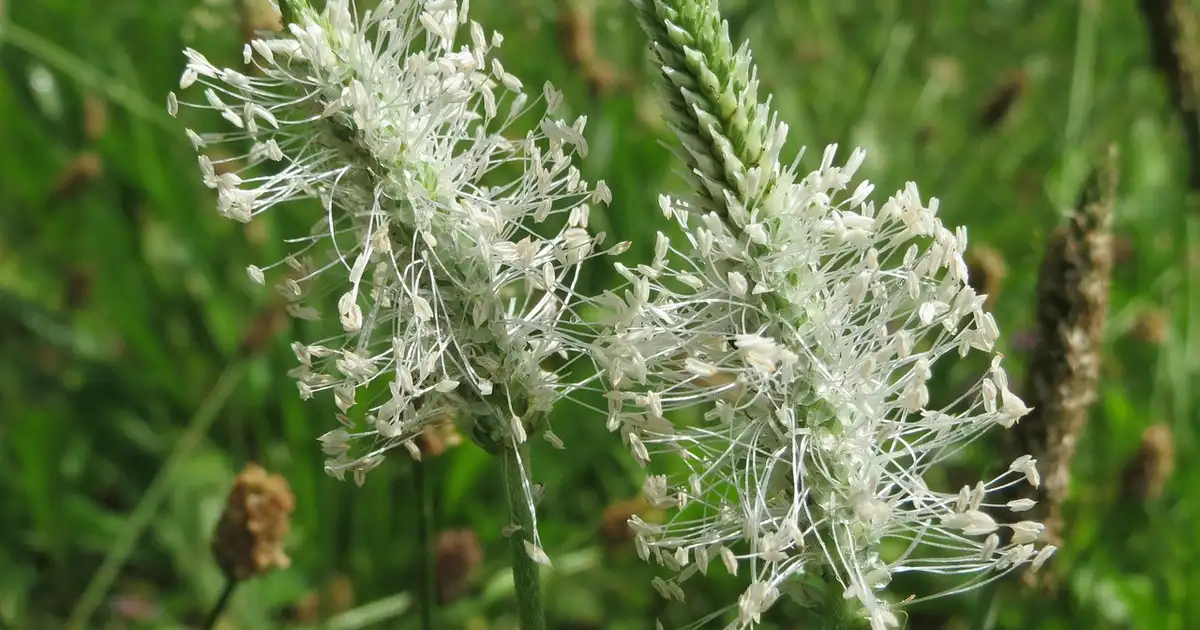 Le plantain dans la pelouse : allié de la biodiversité au jardin