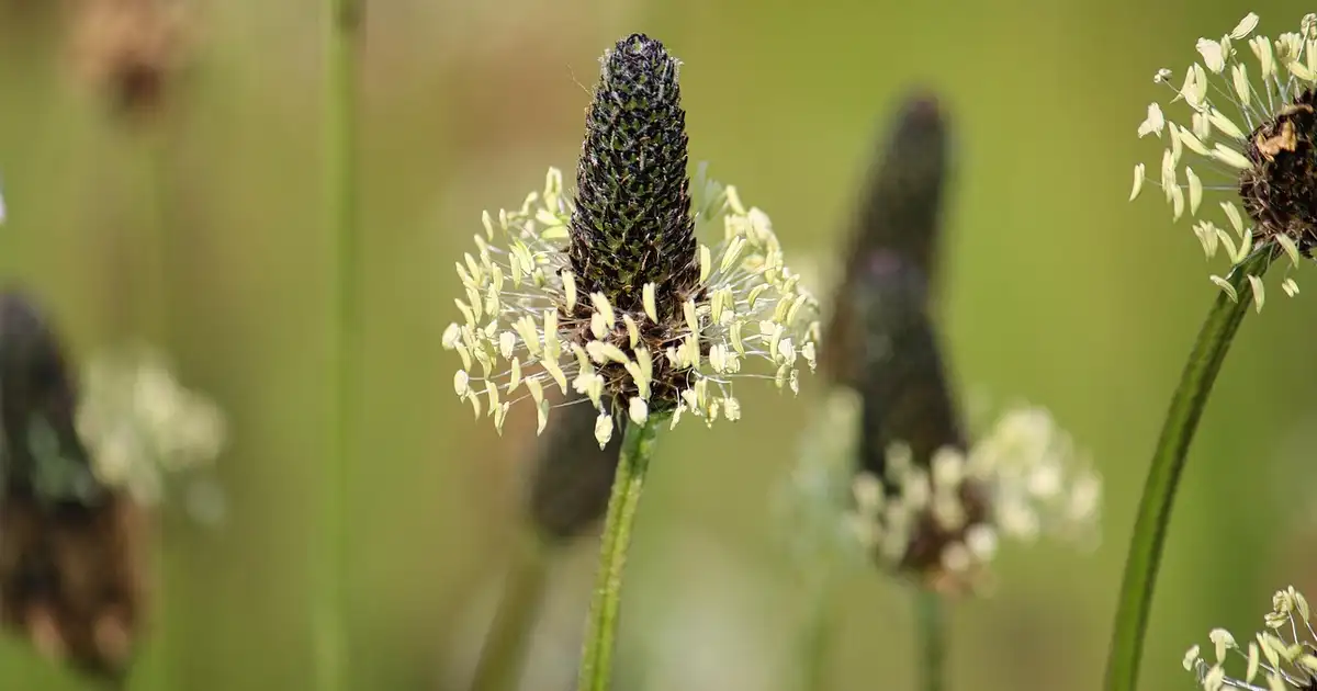 Le plantain en cuisine : recettes faciles et bienfaits nutritionnels