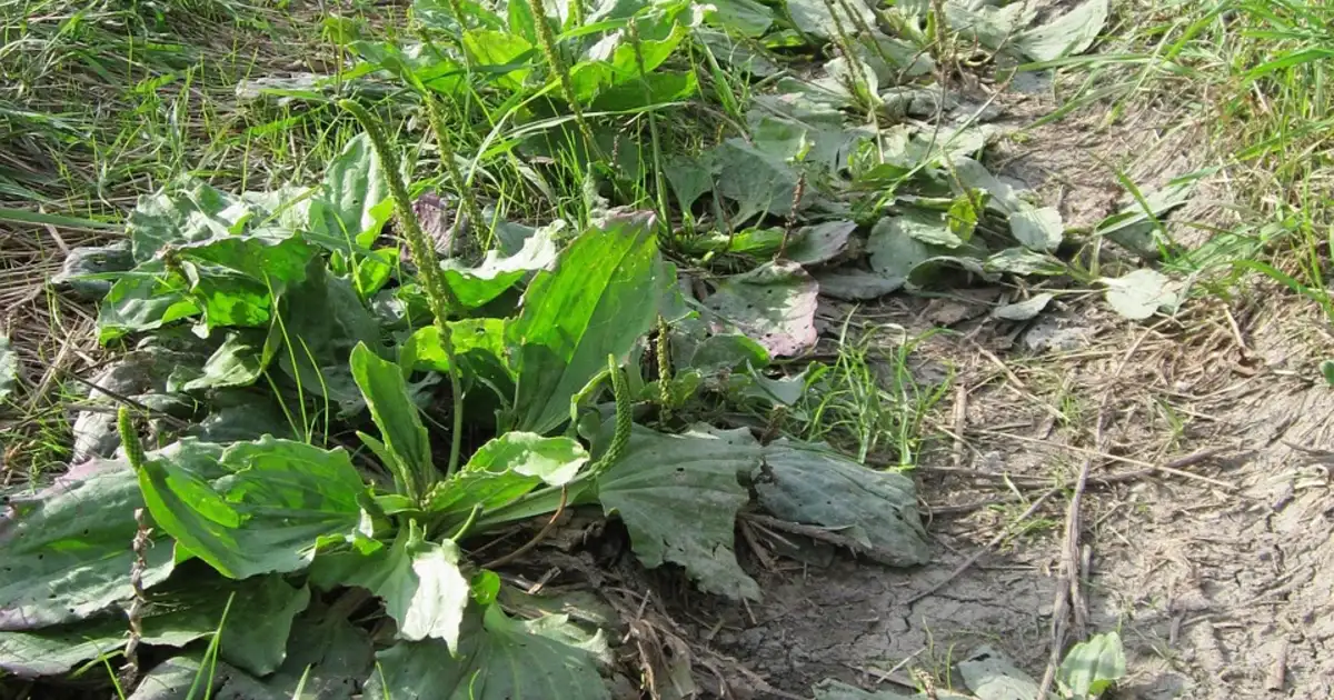 Le plantain : guide complet pour reconnaître et utiliser la plante