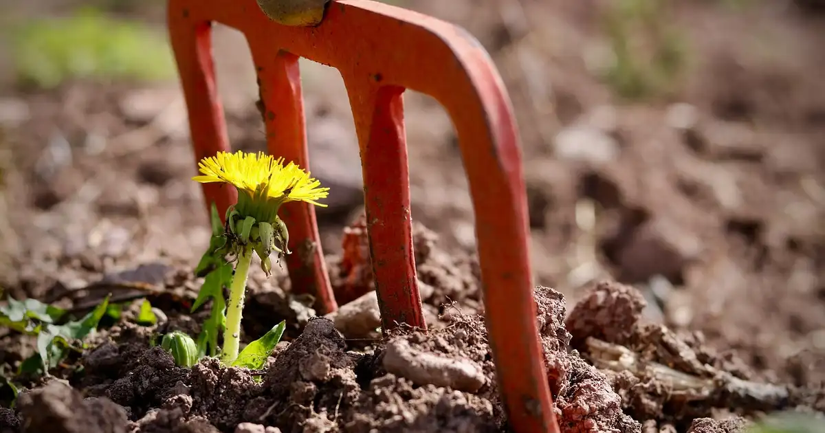 Préparation du potager au printemps 2026 : le guide complet