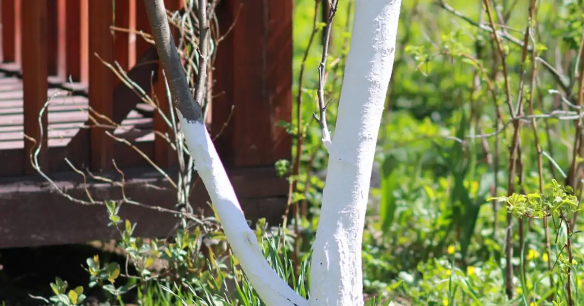 Préparation du potager au printemps : calendrier pratique des semis