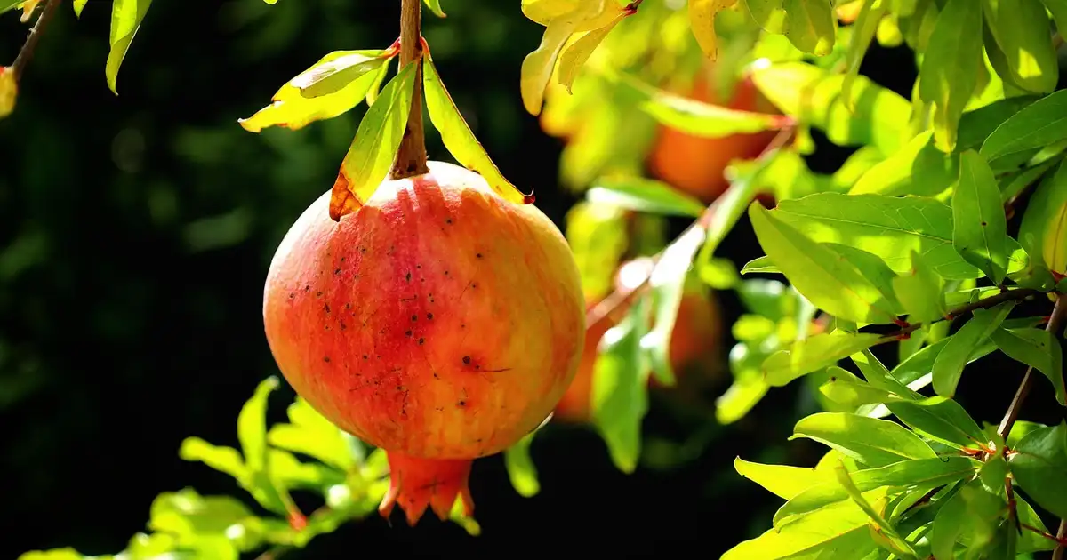 Quand tailler le grenadier ? Guide complet taille et soins 2026