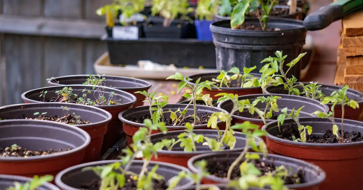 Repiquage et plantations de légumes : 7 étapes simples pour réussir