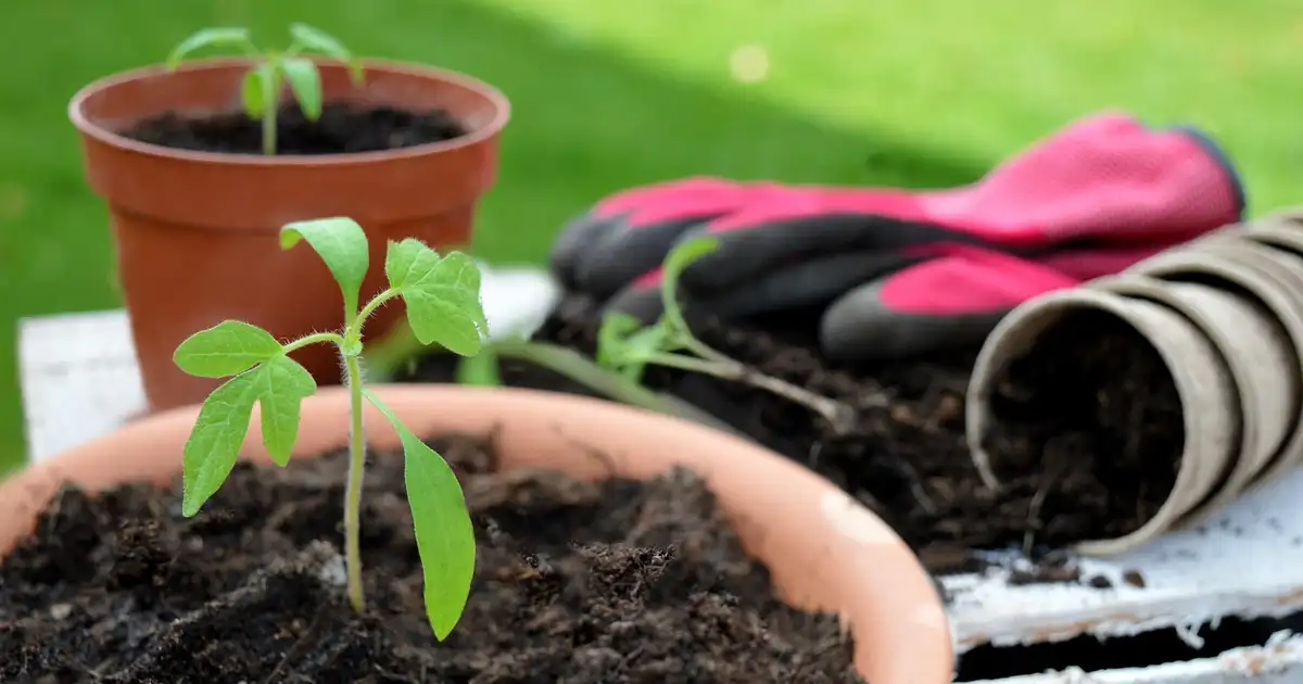 Repiquage et plantations en sol vivant : 5 erreurs à éviter
