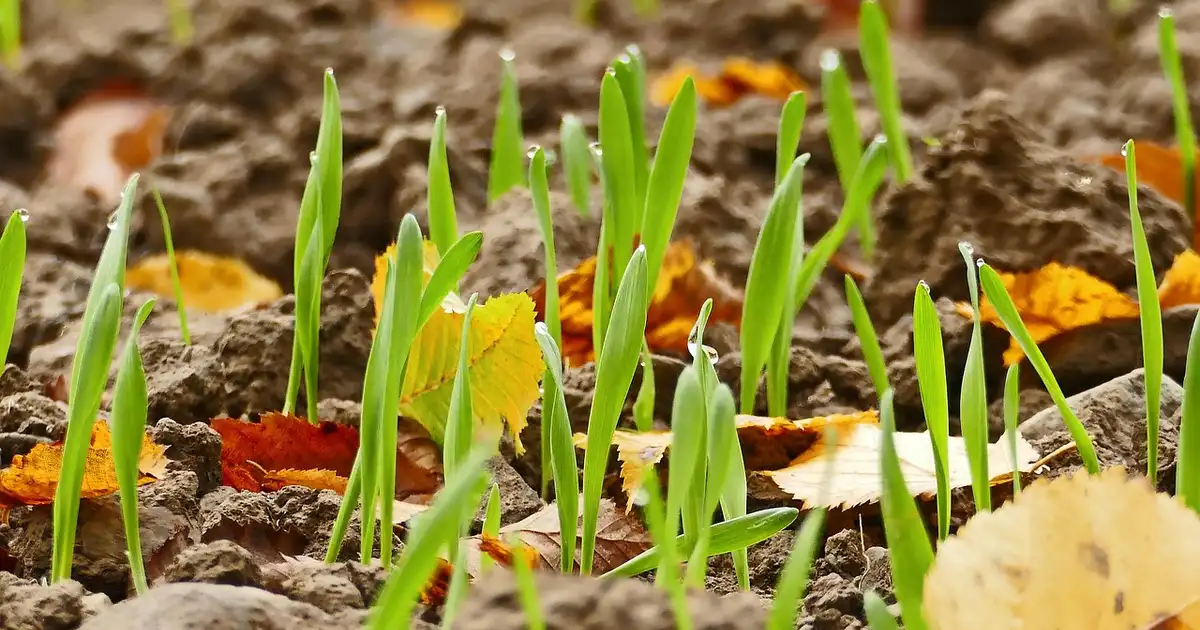 Semis et plantations en avril 2026 : erreurs à éviter absolument