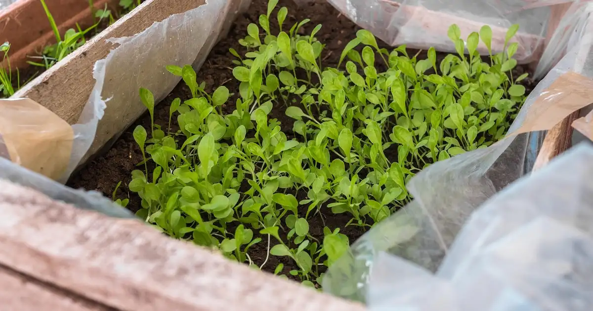 Semis et plantations en avril 2026 : le guide complet