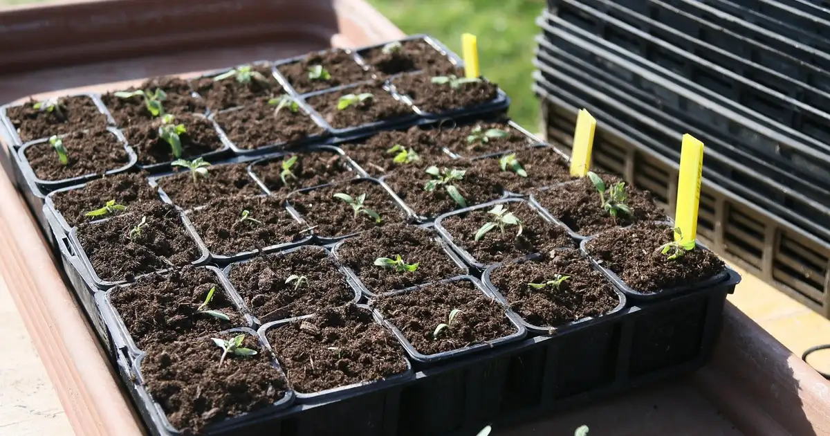 Semis et plantations en avril 2026 : que planter au potager