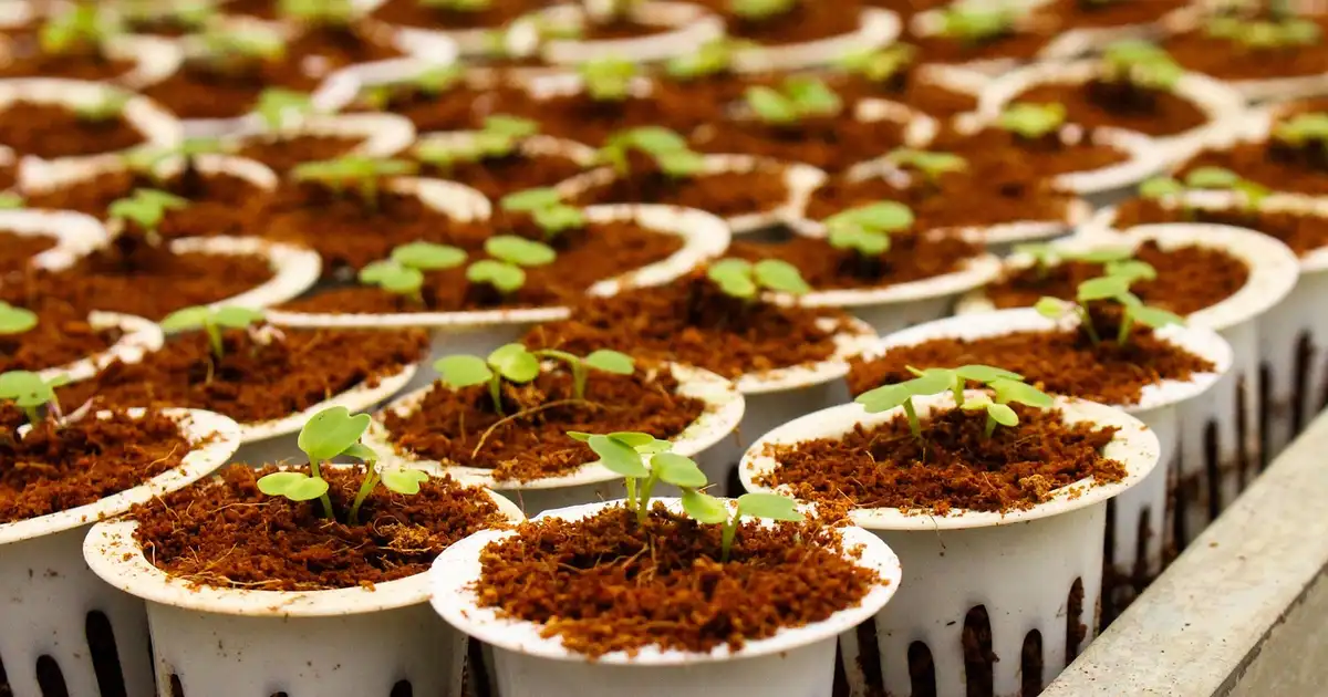 Semis et plantations en mars 2026 : erreurs à éviter au jardin