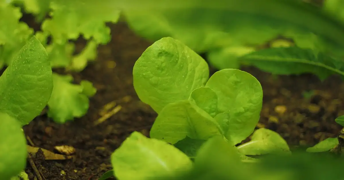 Semis et plantations en mars 2026 : que planter au potager