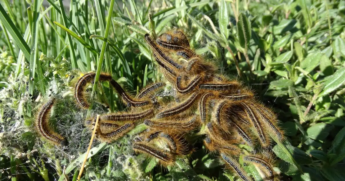 Traitement des parasites avec des méthodes bio : 7 erreurs à éviter