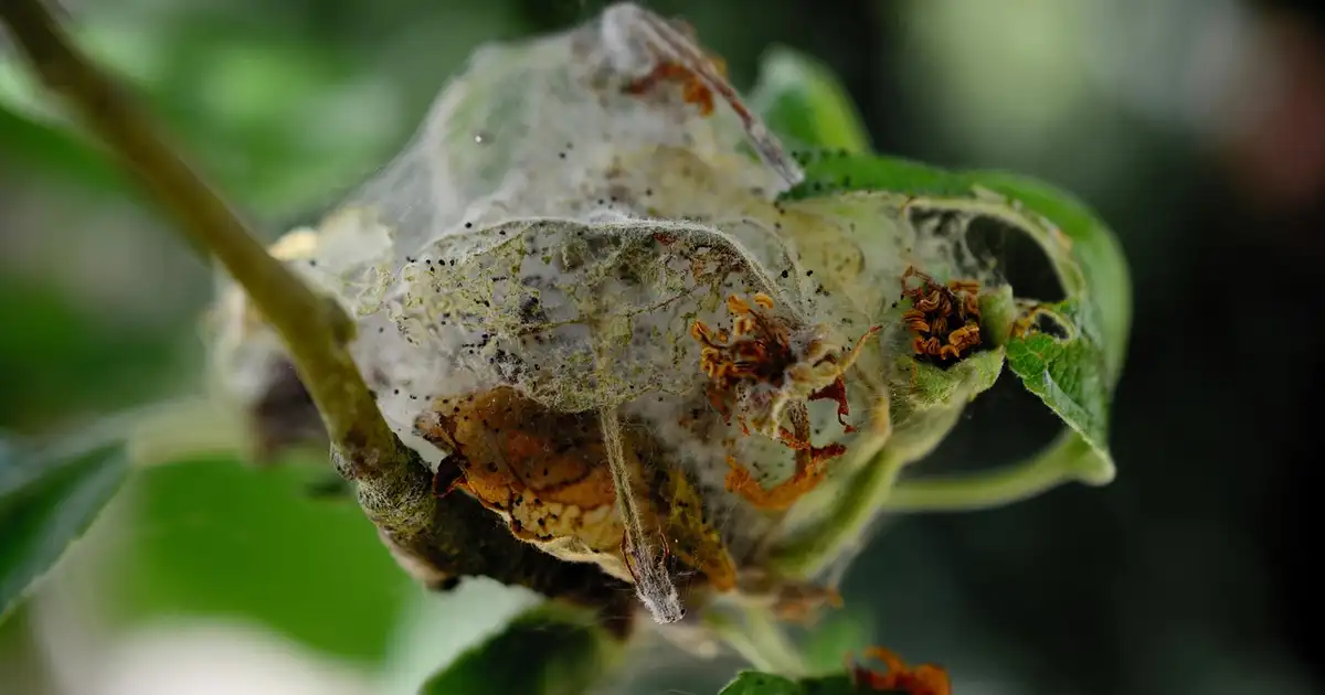 Traitement des parasites avec des méthodes bio au potager : étapes clés