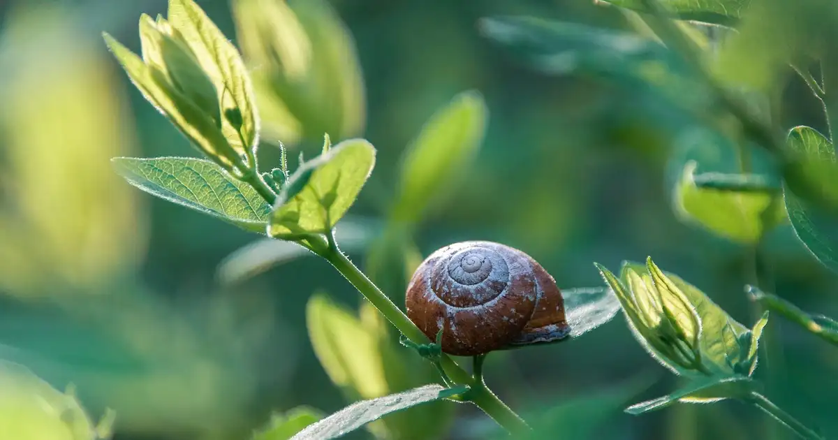 Traitement des parasites avec des méthodes bio sur les fruitiers en 2026