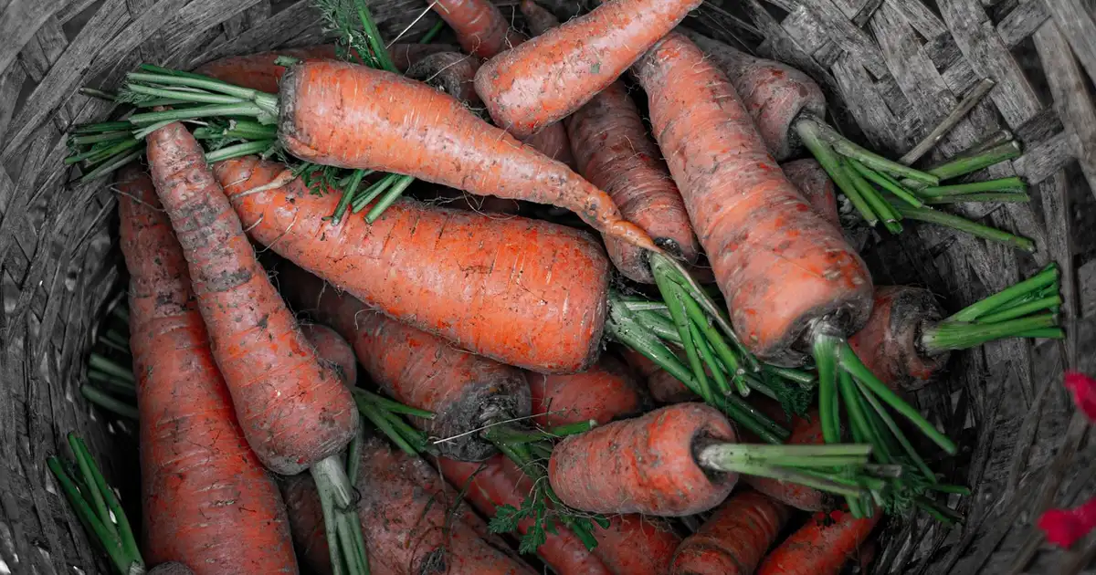 Carotte : guide complet pour la cultiver et la récolter en 2026