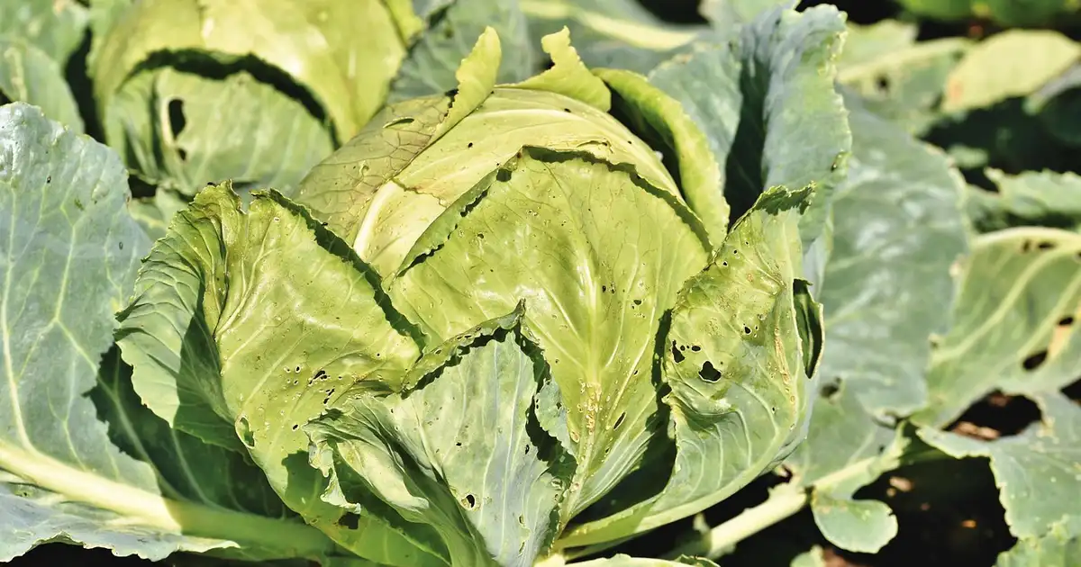 Chou blanc : guide complet de culture et récolte