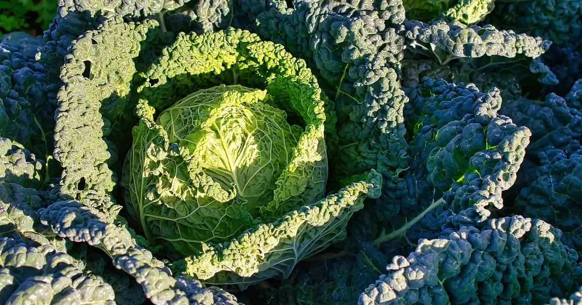 Chou de Milan : guide complet de culture et récolte 2026