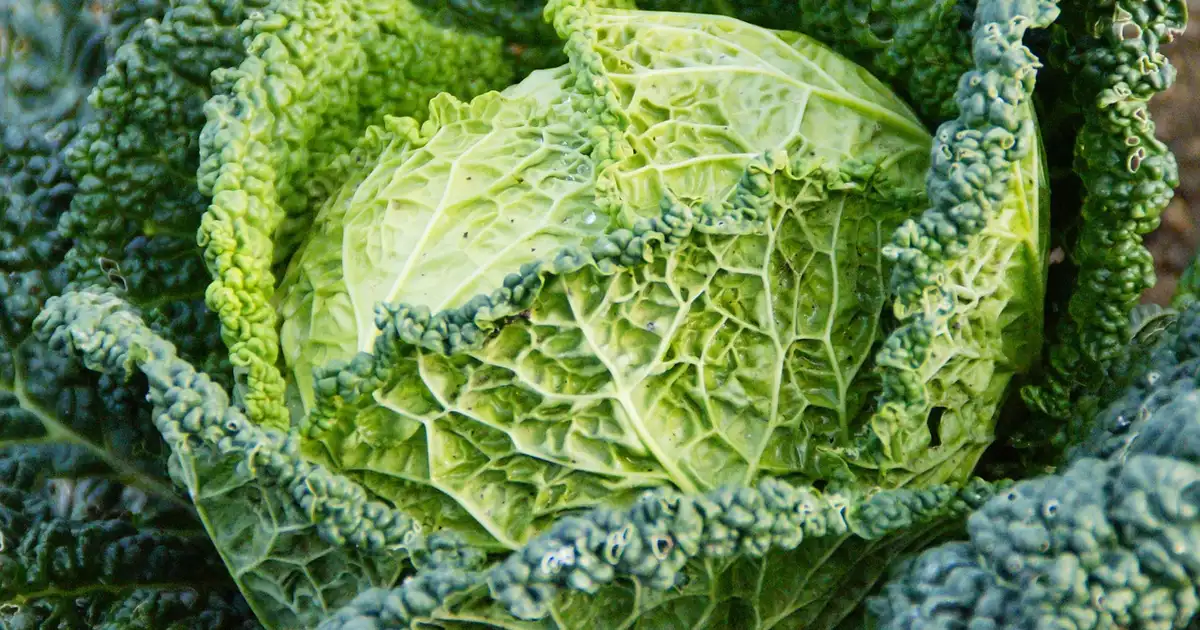 Chou vert : maladies et ravageurs, solutions naturelles