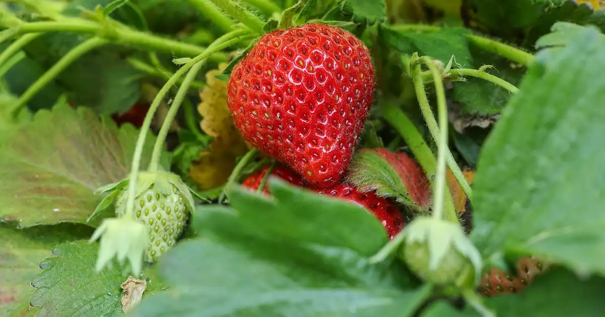 Fraisier : guide complet de culture et récolte au jardin 2026