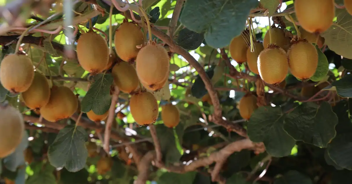 Kiwi : quand et comment le tailler pour une récolte abondante