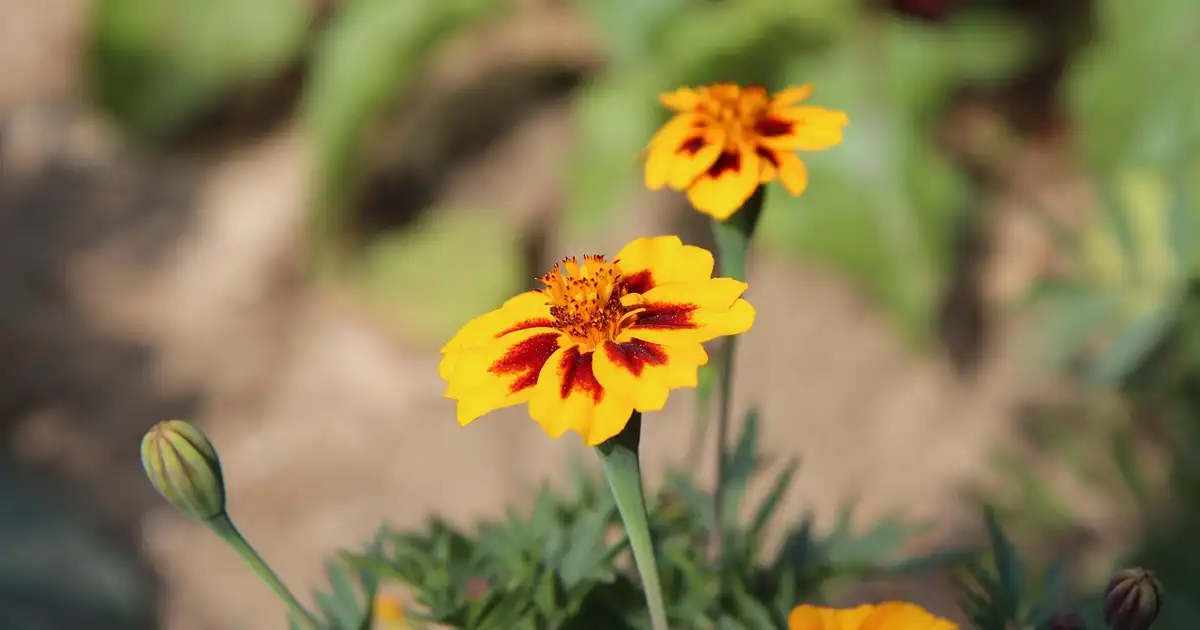 L&rsquo;Oeillet: meilleur ami de la tomate : 7 erreurs à éviter en