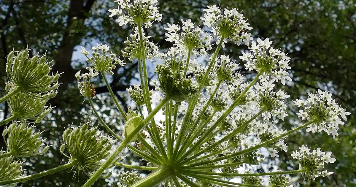 La berce du Caucase au jardin : comment l’éliminer sans nuire au sol