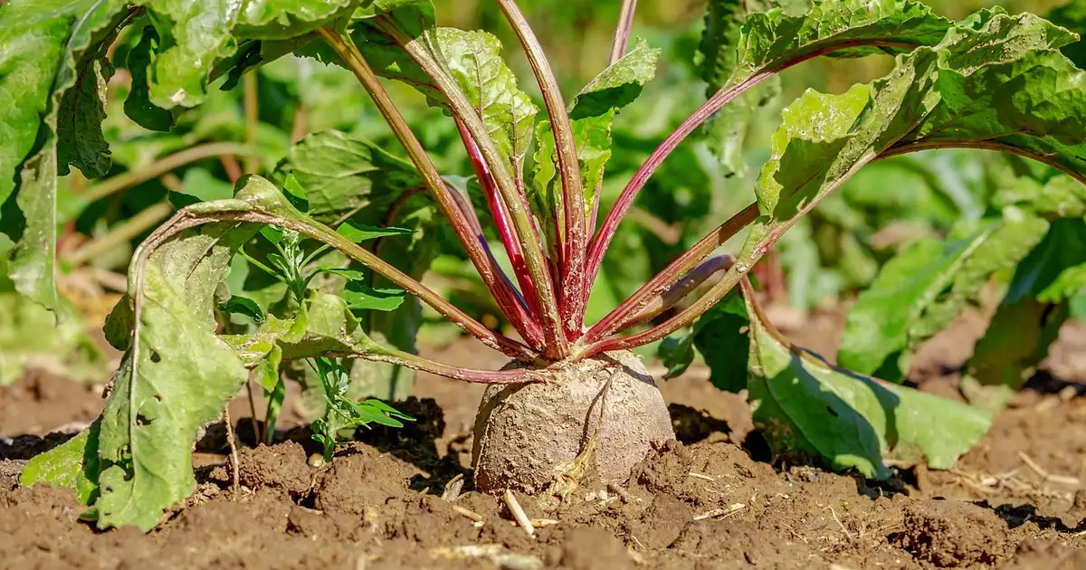 La betterave : le légume star de l’hiver au potager bio