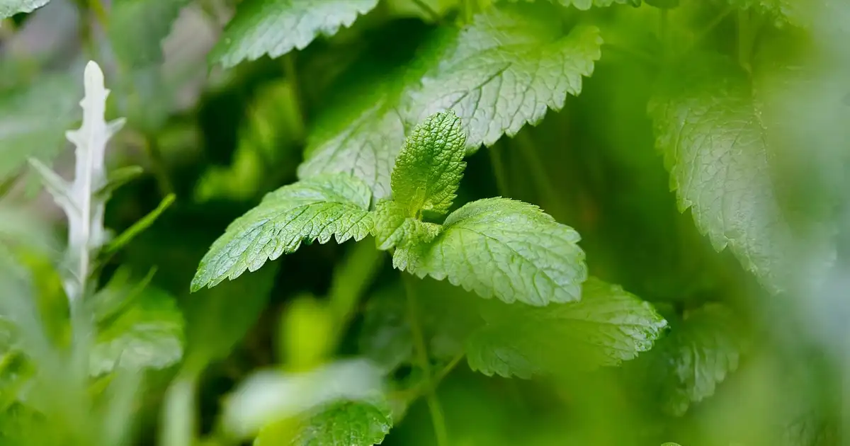 La mélisse : 5 idées pour l’utiliser en cuisine au quotidien
