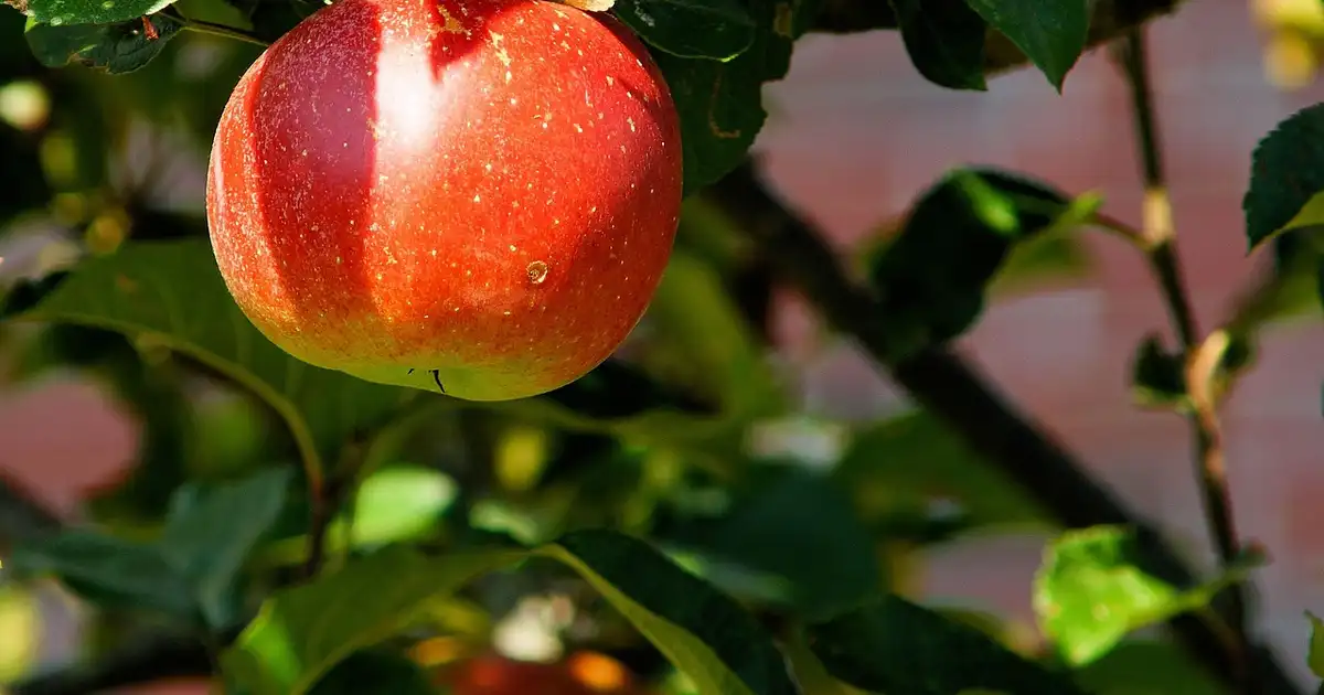 La pomme : top 5 des recettes gourmandes faciles et de saison