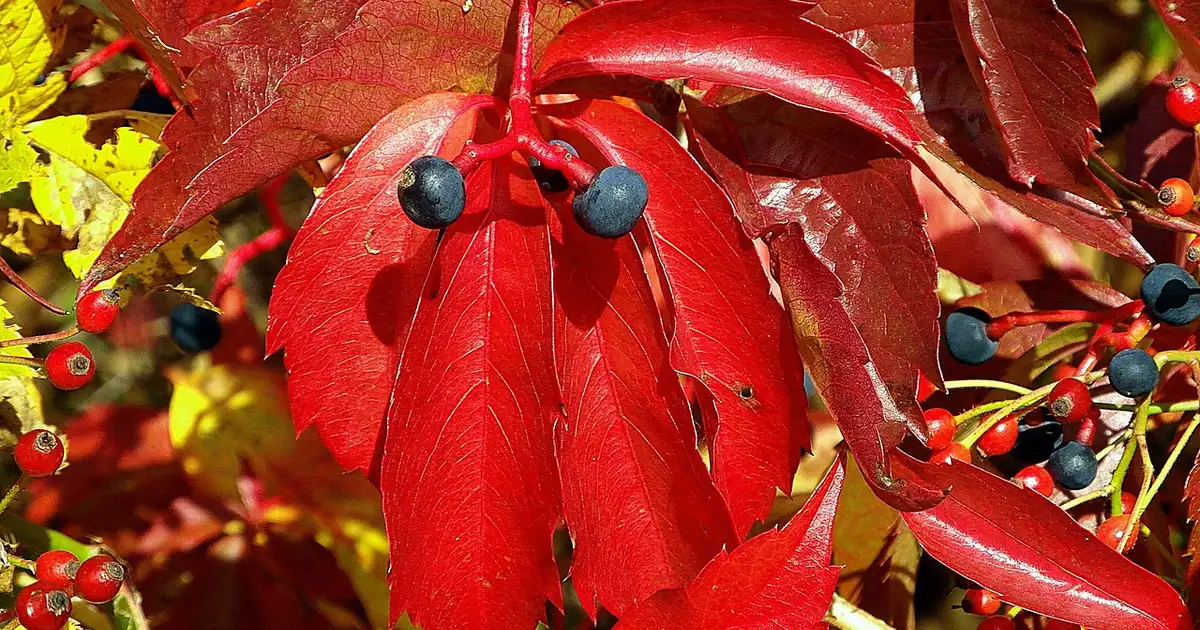La vigne-vierge et la façade : 7 erreurs à éviter en