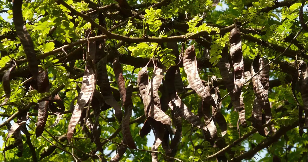 Le caroubier : guide complet de culture et usages 2026