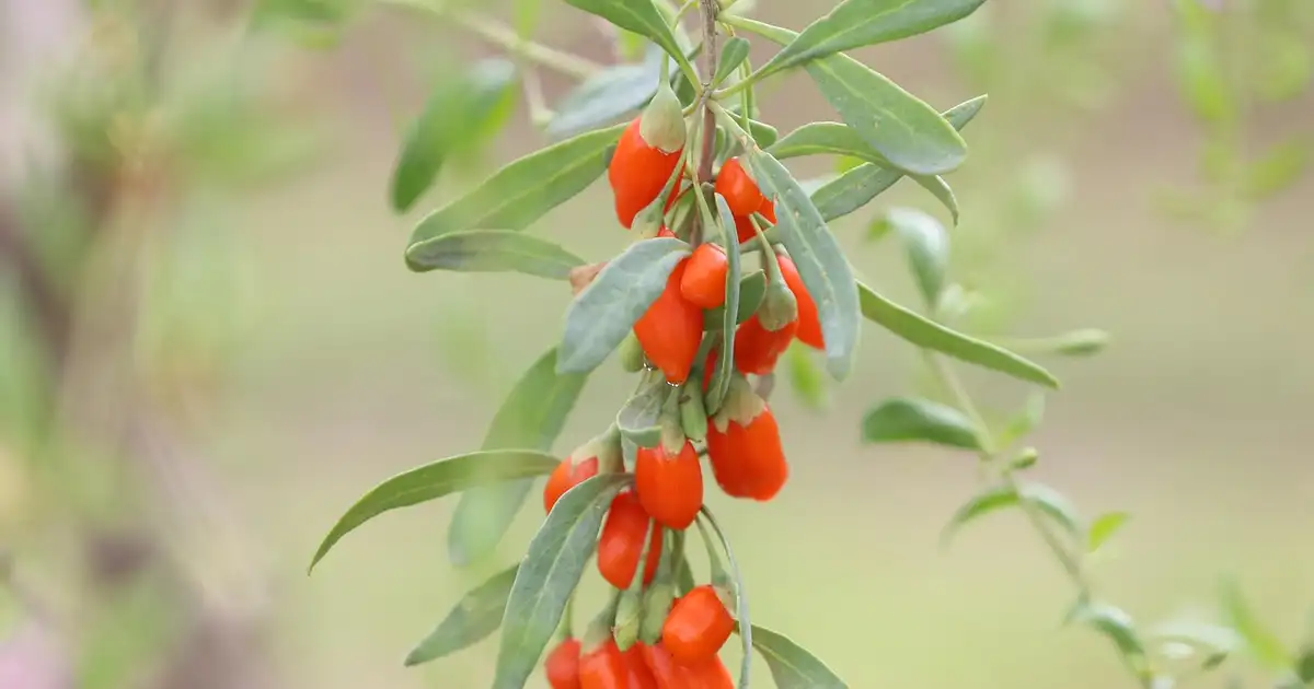 Le goji : 7 erreurs à éviter pour une belle récolte