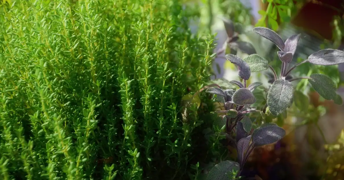 Les aromates faciles à cultiver dans son potager: guide complet