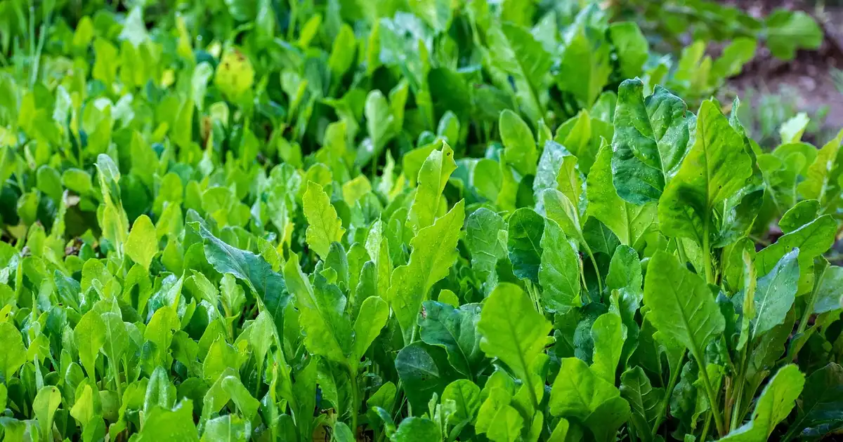Les fruits et les légumes de saison en mai : liste, conseils et recettes