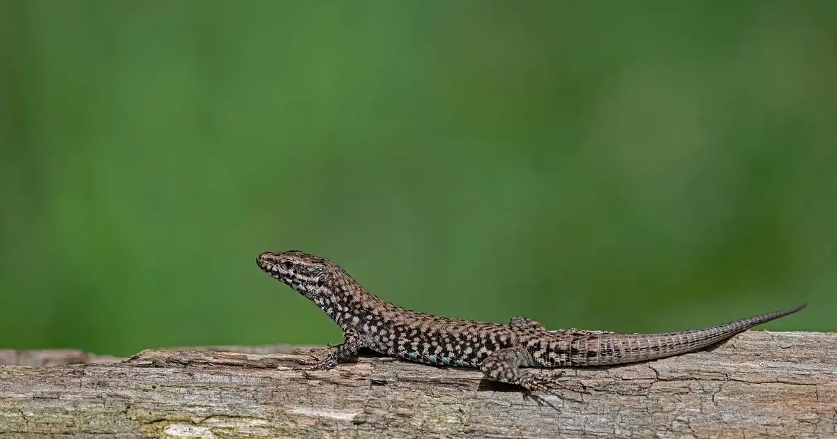 Les lézards au jardin : alliés précieux, espèces, abris et protection