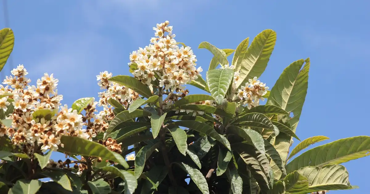 Néflier : 7 erreurs à éviter pour une belle récolte