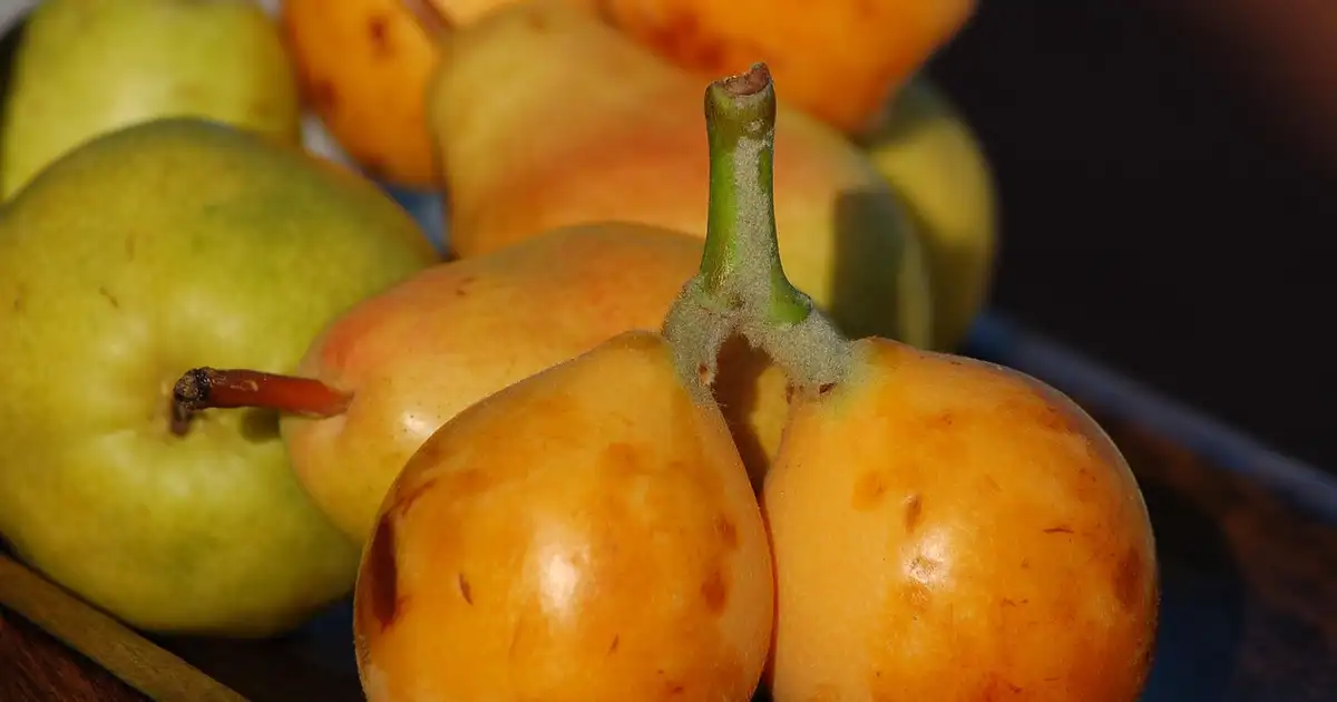 Néflier : récolter, blettir et conserver les nèfles