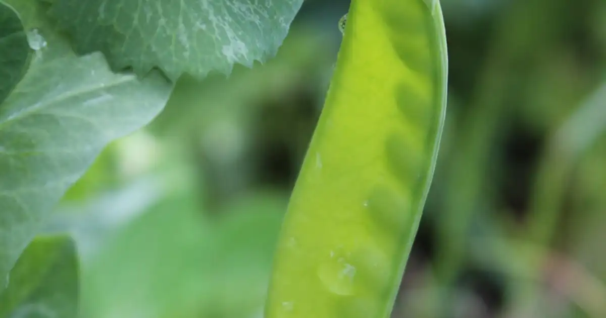 Petit pois : guide complet pour réussir sa culture en 2026